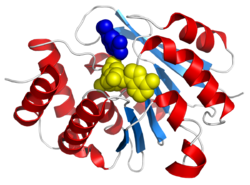 Catechol-O-Methyltransferase