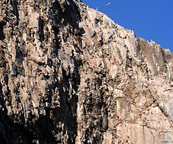 Felsen mit Seevögeln auf Coburg Island