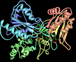 NAPDH-Cytochrom-P450-Oxidoreduktase