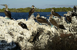 Seevögel an der Elizabeth Bay