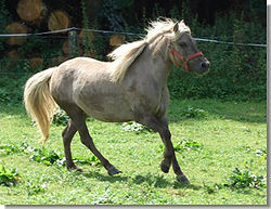 Classic-Pony-Stute