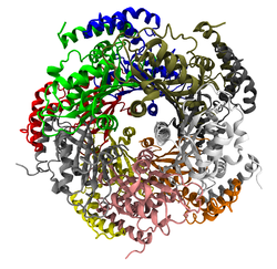 GTP-Cyclohydrolase I