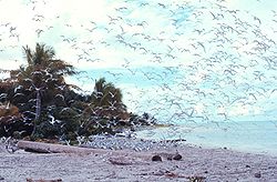 Seeschwalbenkolonie auf Helen Island