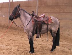 Kentucky Mountain Saddle Horse, 3-jährige Stute, blue-roan