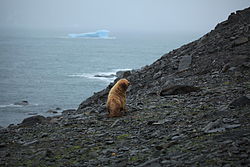 Antarktischer Seebär auf der Coronation-Insel