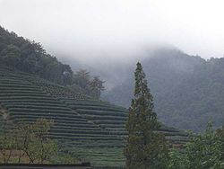 Teeplantage des Longjing-Tees