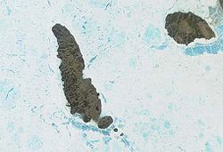 Satellitenbild von Lougheed Island (links)