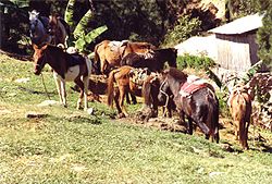 Timor-Ponys in Maubisse im Hochland von Osttimor