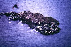 Robbenkolonie auf einem Felsen vor Mykinesholmur