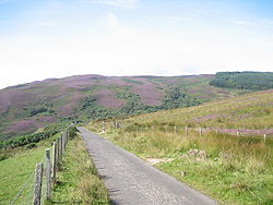Bergland nahe der Südküste Kintyres in Heideblüte