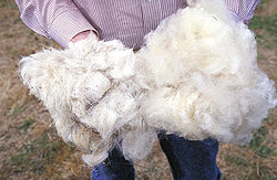 Wool.www.usda.gov.jpg