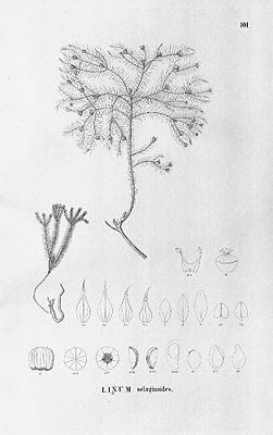 Linum selaginoides, Illustration.