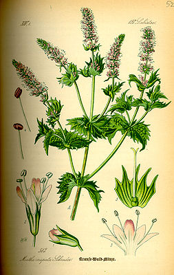 Grüne Minze, Krause Minze oder Krause Wald-Minze (Mentha spicata L. (Syn.: Mentha spicata var. crispa), Illustration.