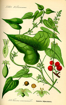 Gemeine Schmerwurz (Dioscorea communis)