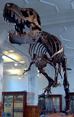 Das Tyrannosaurus-rex-Exemplar „Stan“ im Manchester Museum