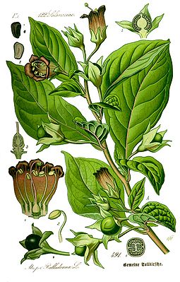 Schwarze Tollkirsche (Atropa belladonna), Illustration