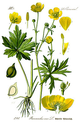 Scharfer Hahnenfuß (Ranunculus acris), Illustration