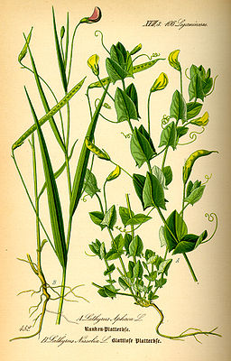 Links: Gras-Platterbse (Lathyrus nissolia) und Rechts: Ranken-Platterbse (Lathyrus aphaca)
