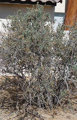 Joshua Tree National Park - Jojoba (Simmondsia chinensis).JPG