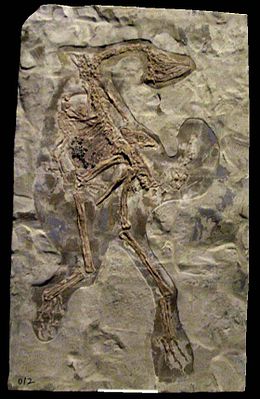 Abguss eines Fossils von Caudipteryx zoui im Hong Kong Science Museum.