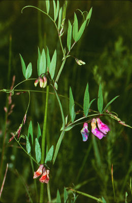 Sumpf-Platterbse (Lathyrus palustris)
