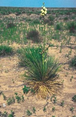 Yucca glauca subsp. stricta im Juni in Kansas