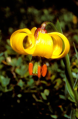 Lilium albanicum in Blüte