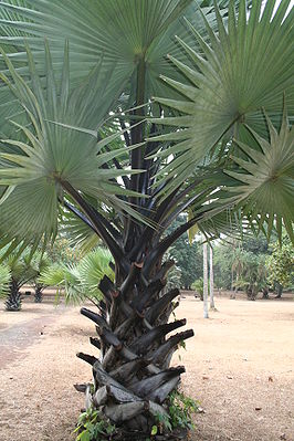 Borassus aethiopum im Bot. Garten von Limbe, Kamerun