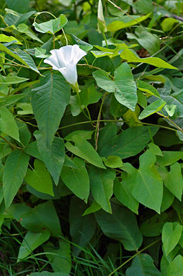 Echte Zaunwinde (Calystegia sepium subsp. sepium)