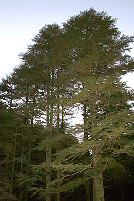 Zypern-Zeder (Cedrus brevifolia)
