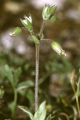 Dunkles Hornkraut  (Cerastium pumilum)