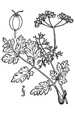 Echter Koriander (Coriandrum sativum)