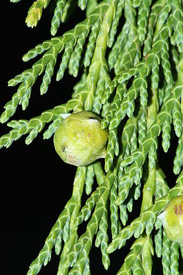 Blätter und unreifer Zapfen der Nootka-Scheinzypresse (Xanthocyparis nootkatensis)
