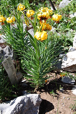 Lilium bosniacum