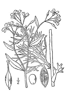 Illustration von Rorippa aquatica bzw. Syn. Armoracia lacustris