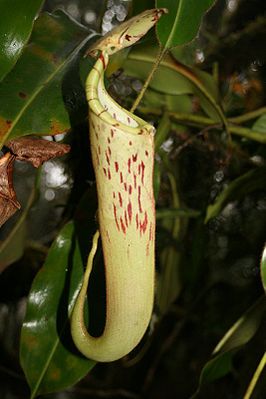 Nepenthes chaniana, Luftkanne