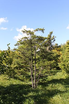 Nordjapanische Hemlocktanne (Tsuga diversifolia)