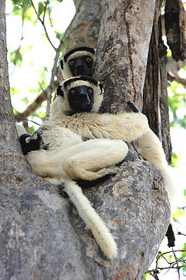 Verreauxs Sifika Kirindy Madagascar.jpg