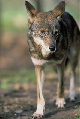 Rotwolf (Canis rufus)