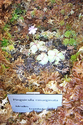 Pinguicula emarginata (2679914506).jpg