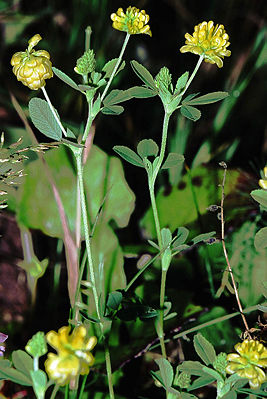 Gold-Klee (Trifolium aureum)