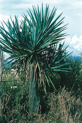 Yucca jaliscensis dicht verzweigtes Exemplar in Mexico