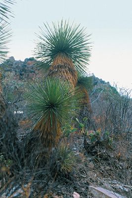 Yucca queretaroensis in Mexiko.