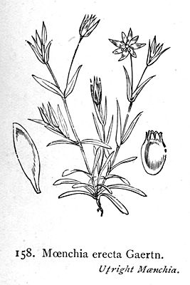 Aufrechte Weißmiere (Moenchia erecta)