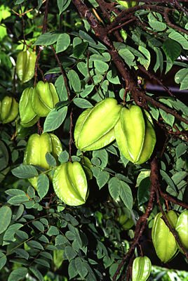 Sternfrüchte am Baum, (Averrhoa carambola)