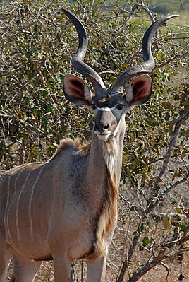 Großer Kudu (T. strepsiceros)