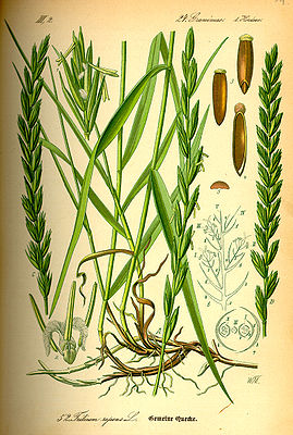 Gemeine Quecke oder Kriechende Quecke (Elymus repens), Illustration