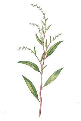 Wasserpfeffer (Persicaria hydropiper) – Illustration von 1832