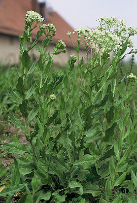 Pfeilkresse (Lepidium draba)