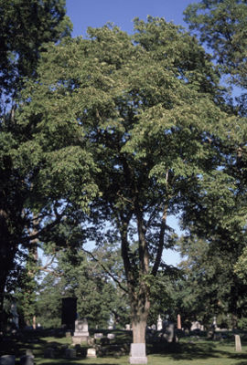 Rot-Ulme (Ulmus rubra)
